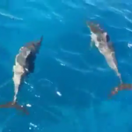 Dolphins on Big Island