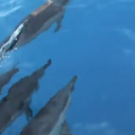 Swimming with the Dolphins in Hawaii, Big Island
